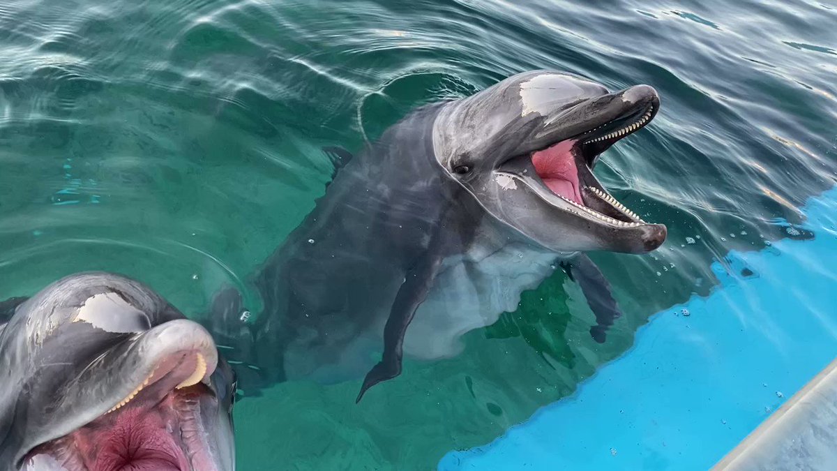 藍染バッグ　ハート&オケイコクジラ　蜃気楼クジラ 藍染バッグハート&オケイコクジラ蜃気楼クジラ