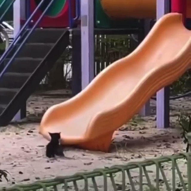 RT @buitengebieden_: Cat slide.. https://t.co/6bLn6eBttp