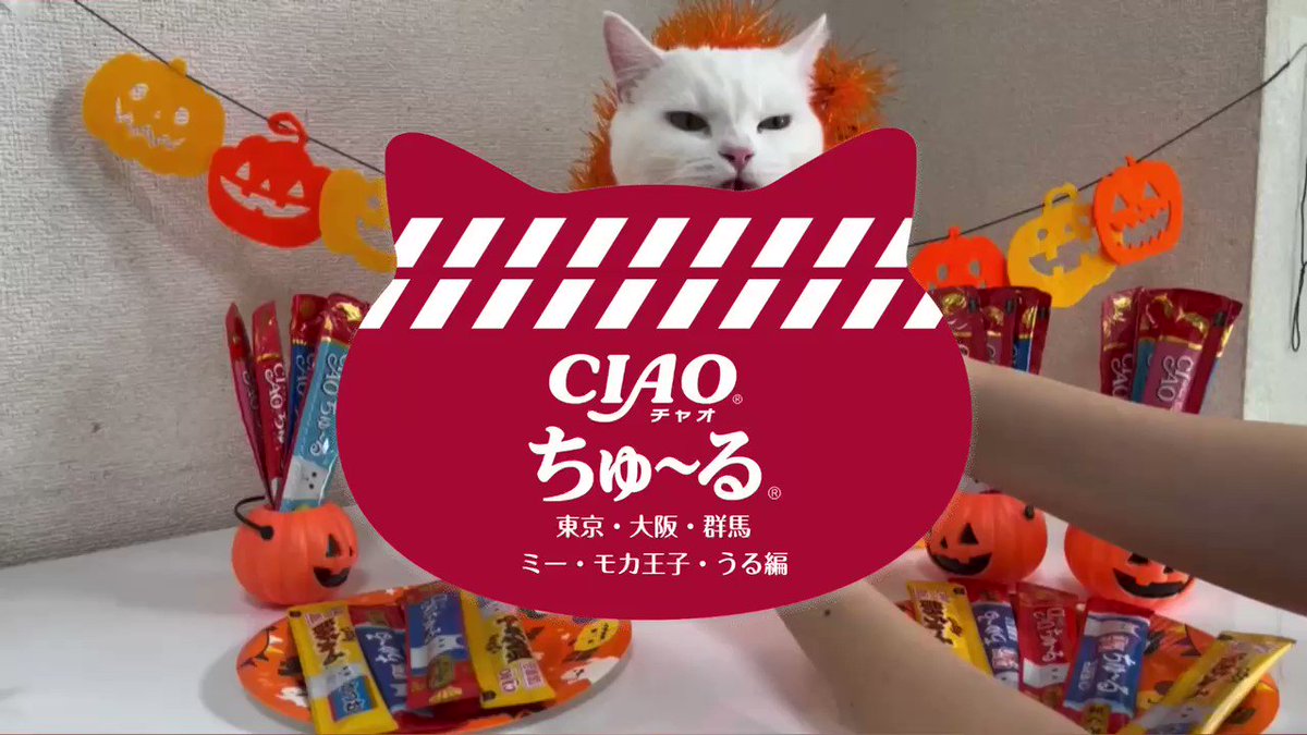 @CIAO_campaignu0027s video Tweet