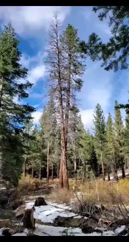 CAL FIRE resources continued fuels reduction work with pile burning today, as well as felling large and small hazardous dead trees on State Forest lands. By removing these trees and pile burning, we I’m prove forest health and protect both public and firefighter safety. https://t.co/DQ9SIdx8kd