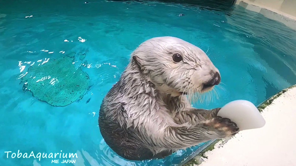 ラッコのメイちゃんのポケットの収納力を見よ 無限におもちゃが出てくる マジック見てるみたい Togetter