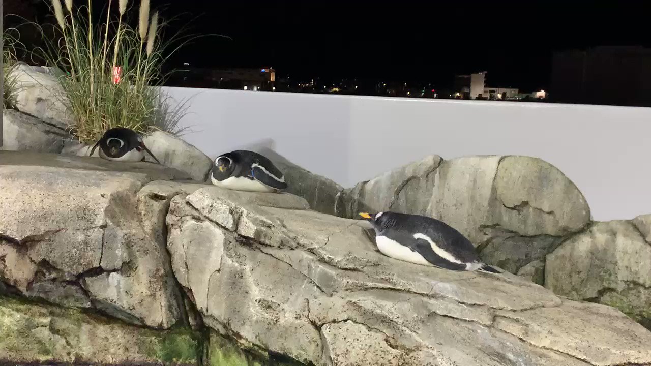 仙台うみの杜水族館公式 on X: 