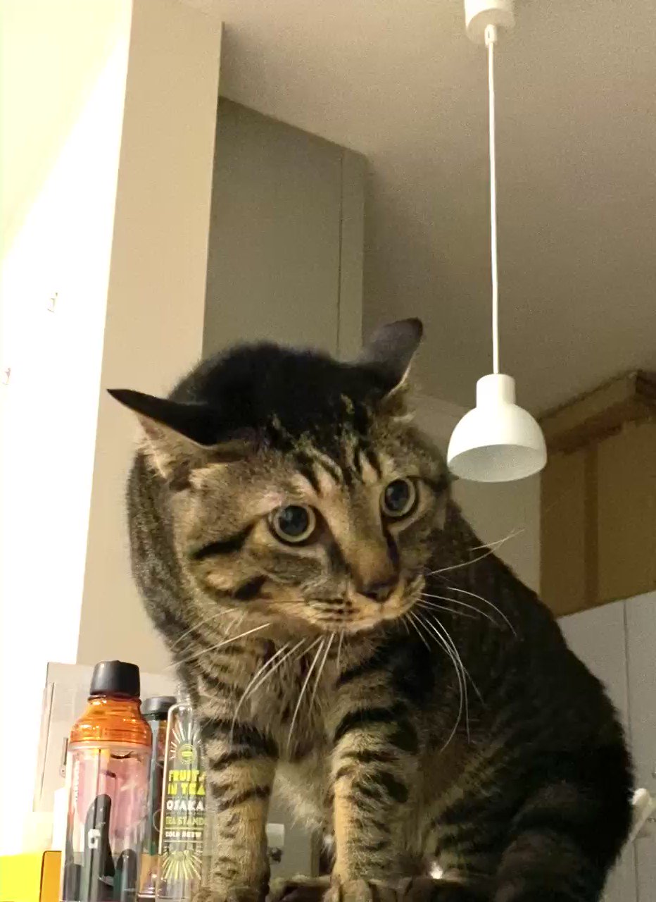 ごまめとにまめ Gomame Cat Twitter