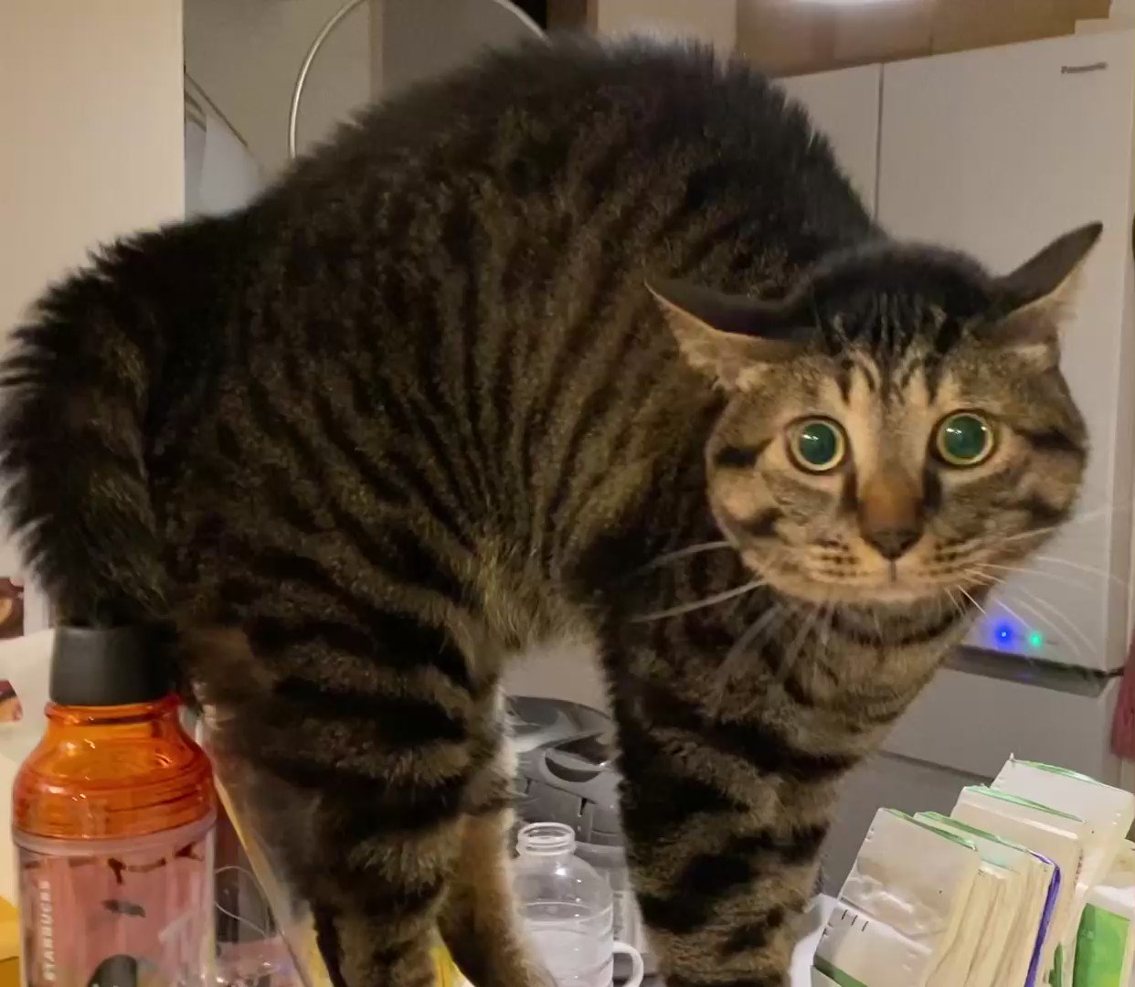 ごまめとにまめ Gomame Cat Twitter