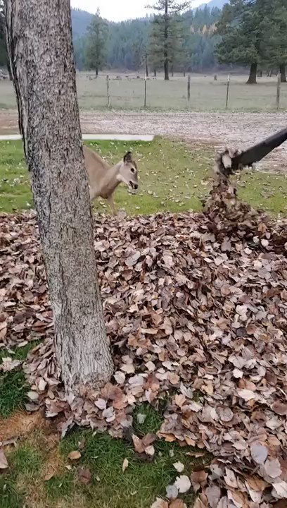 RT @buitengebieden_: Deer playing in the leafs.. https://t.co/Fd8UREhkIK