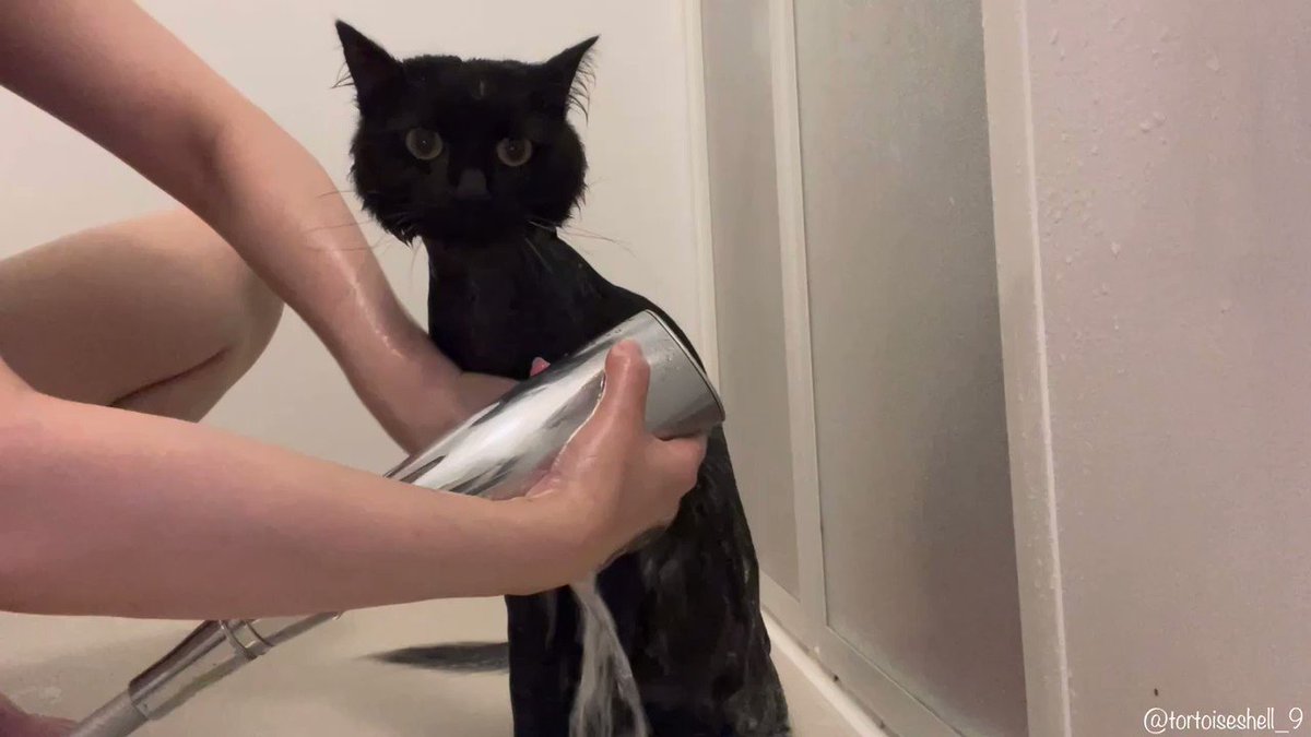 洗ってる間ずっと笑っててごめんね きょとんとしたお顔のお風呂上がりの黒猫さん ギャップにやられる人続出 お利口さん Togetter 洗ってる間ずっと笑っててごめんね きょとんとしたお顔のお風呂上がりの黒猫さん ギャップにやられる人続出 お利口さん Togetter