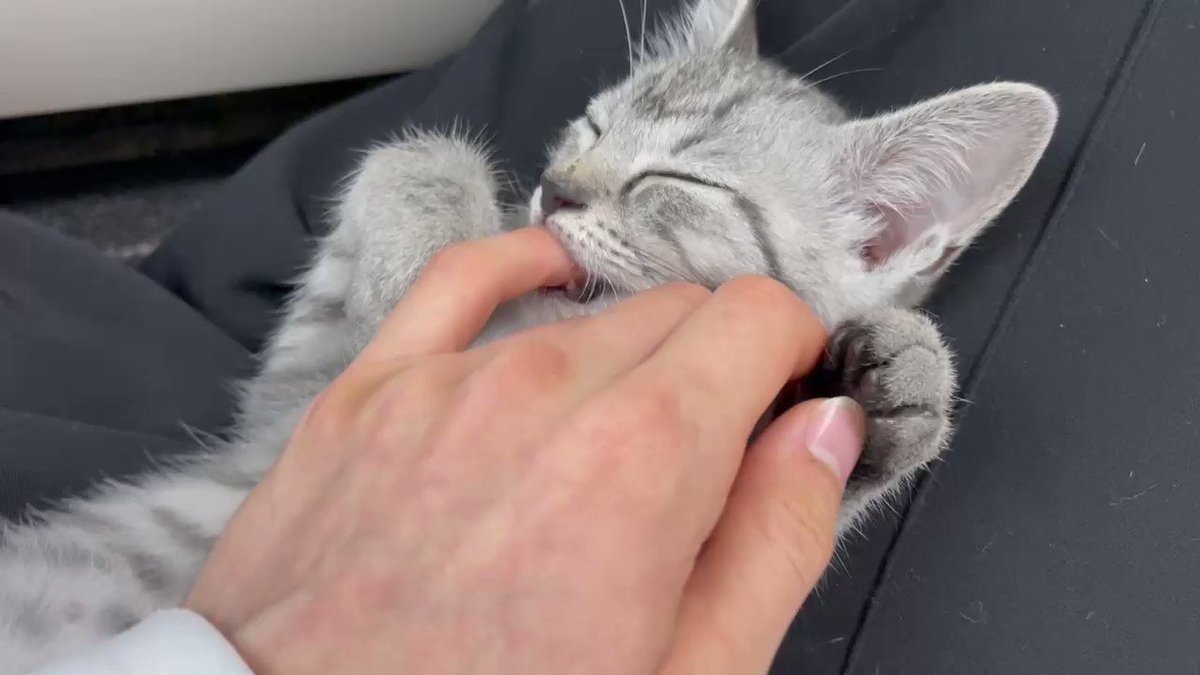 倉庫に放置された子猫のきょうだいを保護 飼い主の上で熟睡 指をちゅぱちゅぱする姿がもん絶かわいい ねとらぼ 倉庫に放置された子猫のきょうだいを保護 飼い主の上で熟睡 指をちゅぱちゅぱする姿がもん絶かわいい ねとらぼ