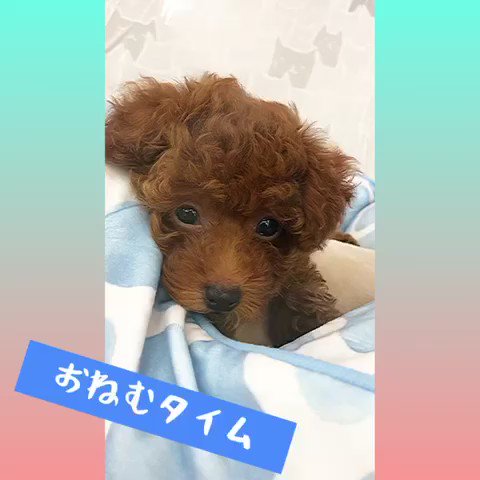 ねむいいぬ Twitter Search Twitter ねむいいぬ Twitter Search Twitter