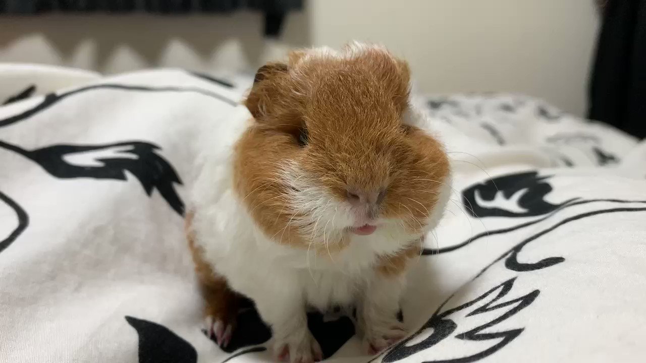 ぷーもこ 赤ちゃんモルモットがぷいぷいしてる動画です T Co Hflbzmhuwa Twitter