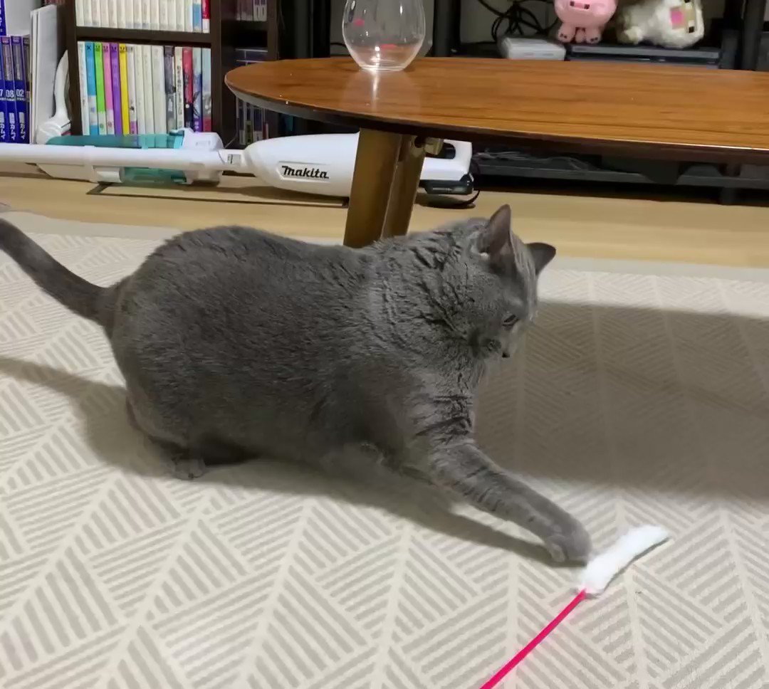 猫ってこういうとこあるｗｗ急に机の脚が愛おしくなる猫！