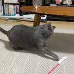 猫ってこういうとこあるw急に机の脚が愛おしくなる猫!