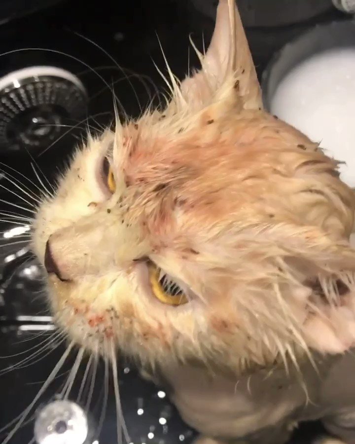 @catzoniaMYu0027s video Tweet