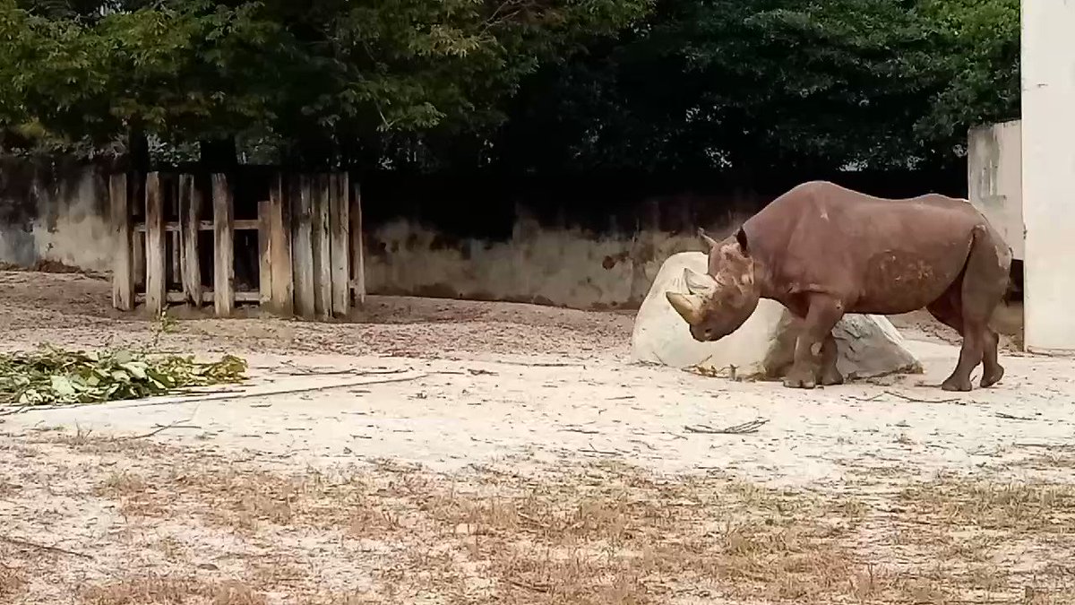 Rhino pentarou (@Rhino_pentarou) / X