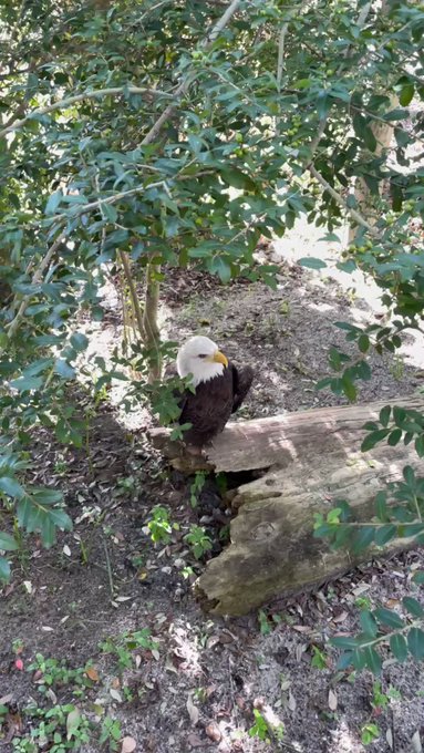 This poor guy has a permanently injured wing so he&rsquo;s found a home at the aquarium. There is something