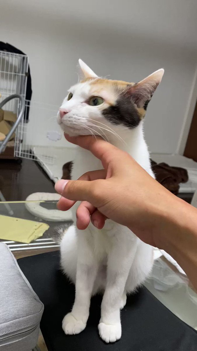 限定特価】 三毛猫様専用ページ thecarestaff.com
