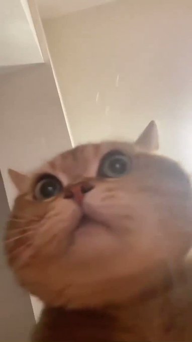 😹 https://t.co/GBnHjsbAjf<a href="/tag/msignite"class="tags"><span>#msignite</span></a><a href="/tag/msftviva"class="tags"><span>#msftviva</span></a>