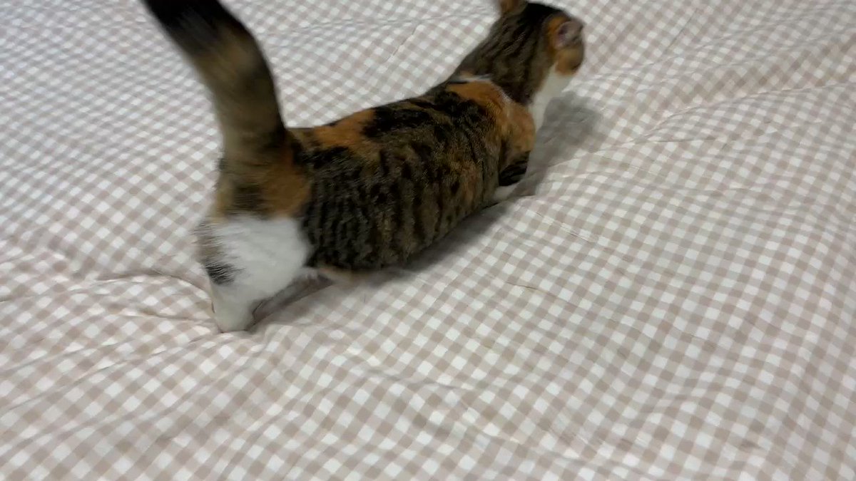 くるりんぱ🐱🐾

#ねこ https://t.co/Ft0Eskmk2p