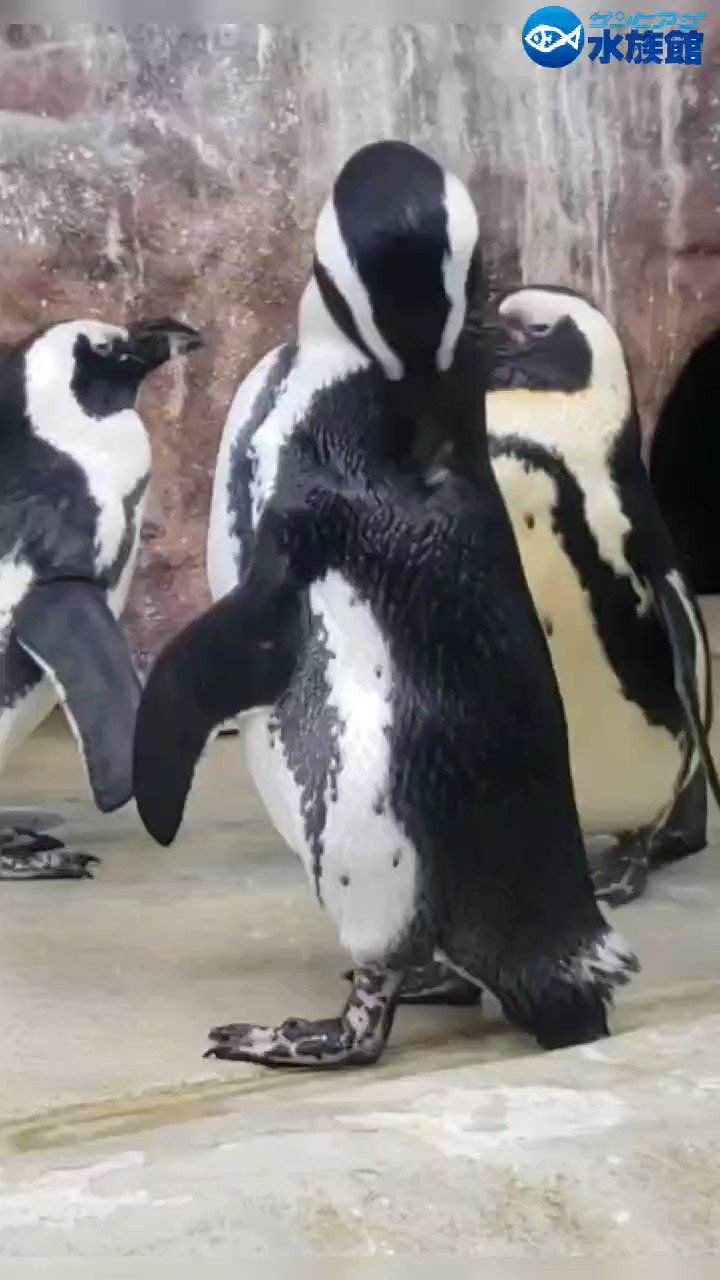 sunpi_aquarium's video Tweet 童の水干、甚平セット(ペンギンのおしり)