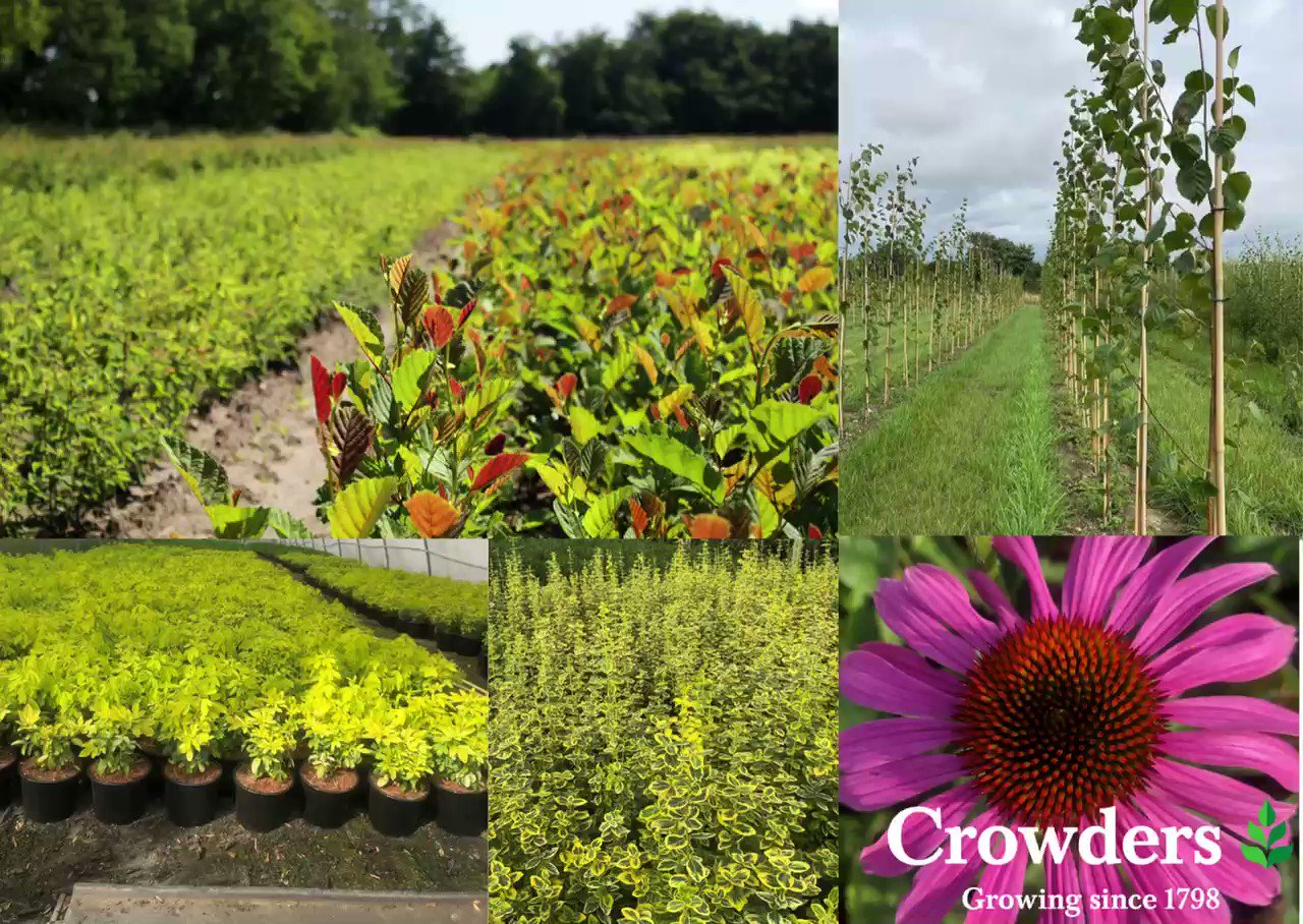 Crowders Nurseries (CrowdersNursery) / Twitter