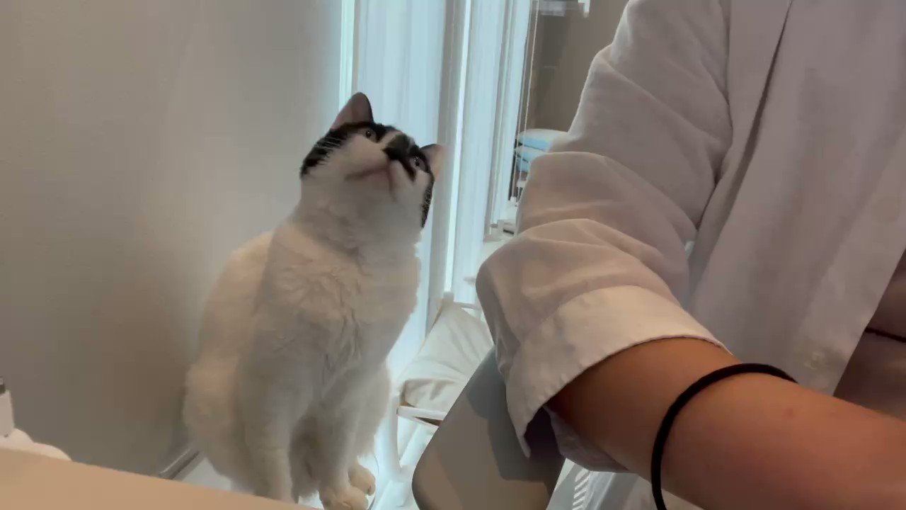 響介 猫マスターの仕事中はだいたいこんな感じです 最後はみんなでディスコ踊って1日が終わります T Co Mtx9kawmnc Twitter