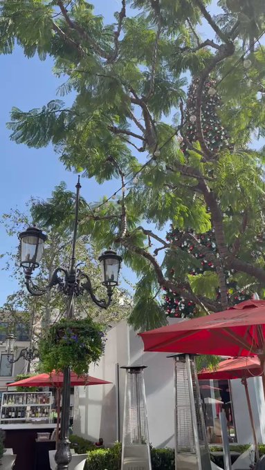 they’re putting up the tree huehuehueh… ? https://t.co/dFfDGilxwK