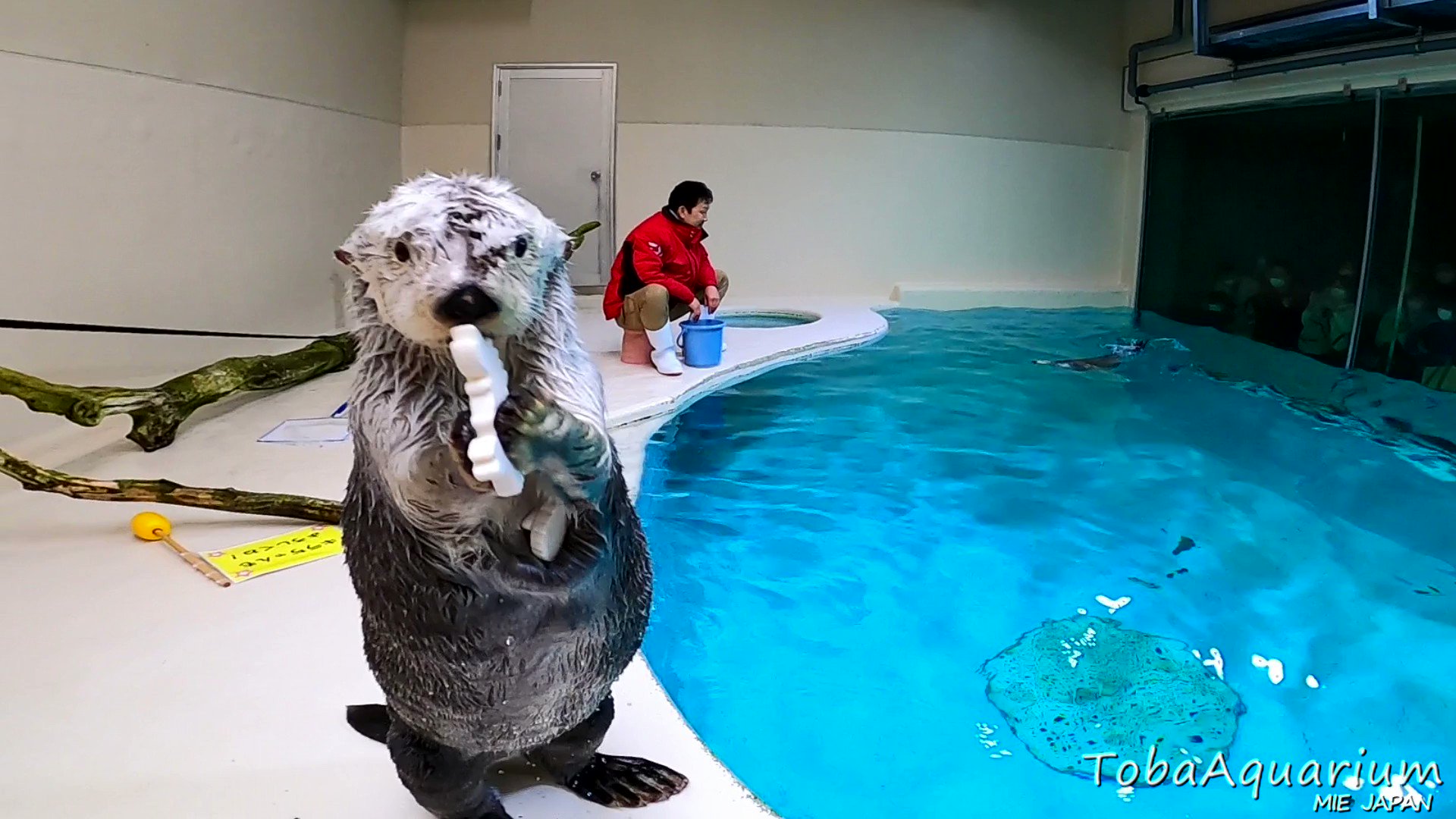 鳥羽水族館（TOBA AQUARIUM） on X: 