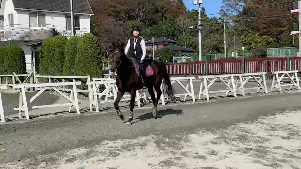 サトノヴィクトリーさん
やっぱりカッコイイ✨
レッスン頑張れぇ〜😆 