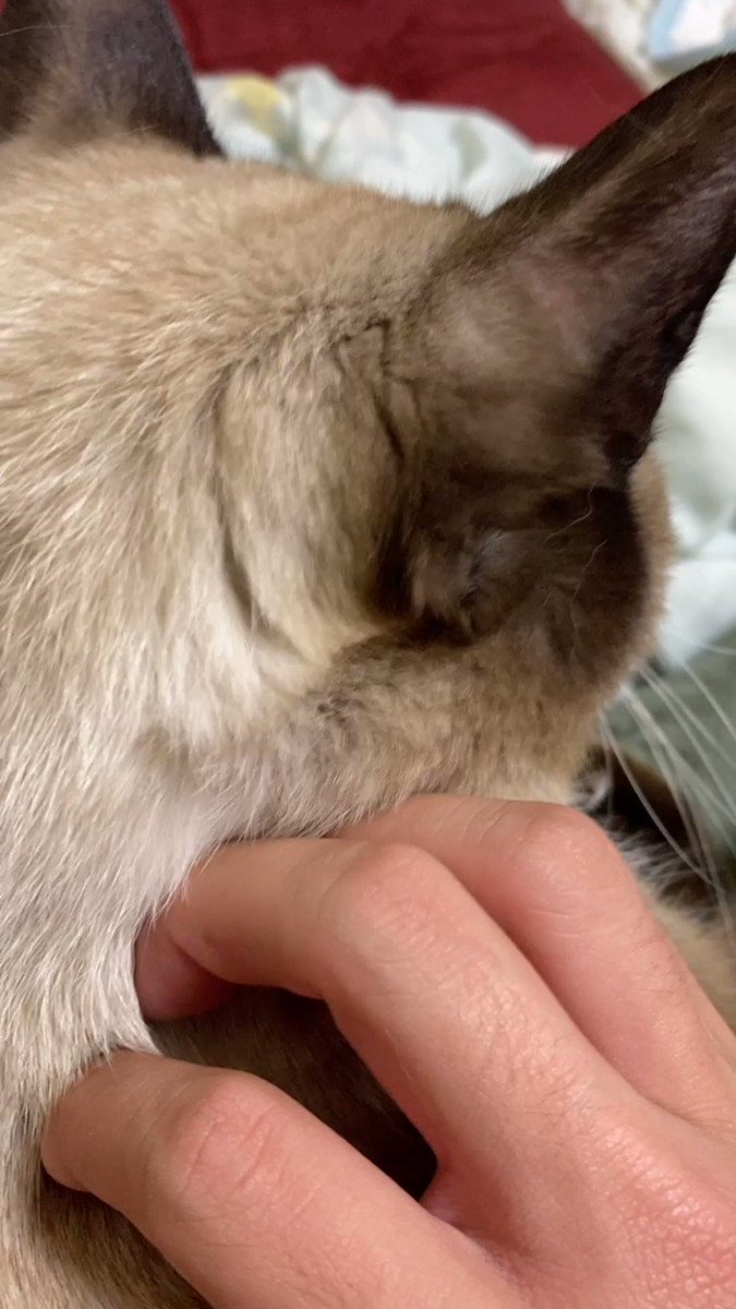 里親の会 川口 歌う猫 宙ちゃん Yahooニュースになりました 一部 虐待では と疑うコメントがありますが元保護主として 絶対にありませんとお伝えします 2年以上 子どもを抱えて外で過酷な生活をしていた猫 第二の猫生を飼い主さんと楽しんでいる 里親の会 川口 歌う猫 宙ちゃん Yahooニュースになりました 一部 虐待では と疑うコメントがありますが元保護主として 絶対にありませんとお伝えします 2年以上 子どもを抱えて外で過酷な生活をしていた猫 第二の猫生を飼い主さんと楽しんでいる