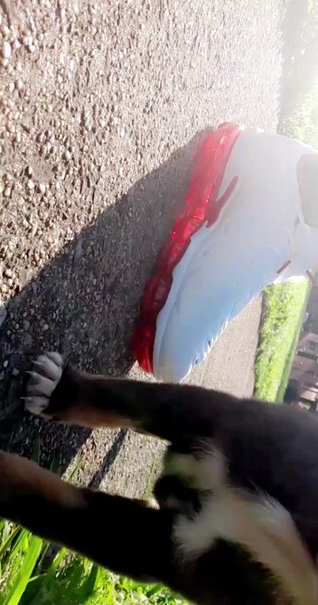 My lil baby https://t.co/ioU97vfic1<a href="/tag/newprofilepic"class="tags"><span>#newprofilepic</span></a>