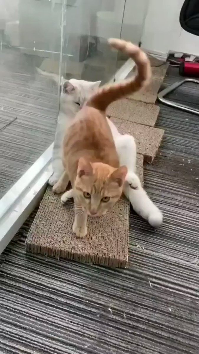 @ulat_bulu_buluu0027s video Tweet