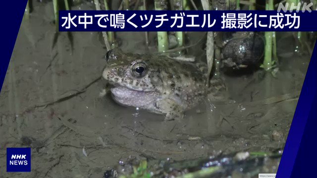 Nhkニュース 国内に広く生息しているカエルの一種の ツチガエル が 水 に潜ったまま鳴いている珍しい映像を 九州大学の研究者が撮影し 国内の一般的なカエルは 水中に潜って鳴くことはないとされてきたことを覆すものとして話題になっています