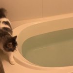 ハラハラ見守ってたら、予想と違い「え」ってなった。