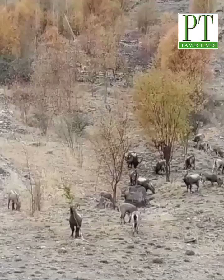 Great to see the #comeback of the #Himalayan #Ibex - thanks to #community based #conservation linked with #Trophy hunting in #Pakistan