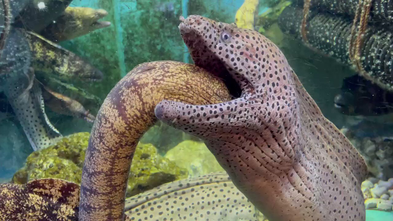すさみ町立エビとカニの水族館 あっ いい穴みぃ つけたっと あれっ あれれ ま ち が え た 恥ずかし 笑 こんなことってある ウツボinウツボ ウツボの気持ち ウツボの思う壺 みんな見てたね T Co Pgc9k8ykx6 Twitter