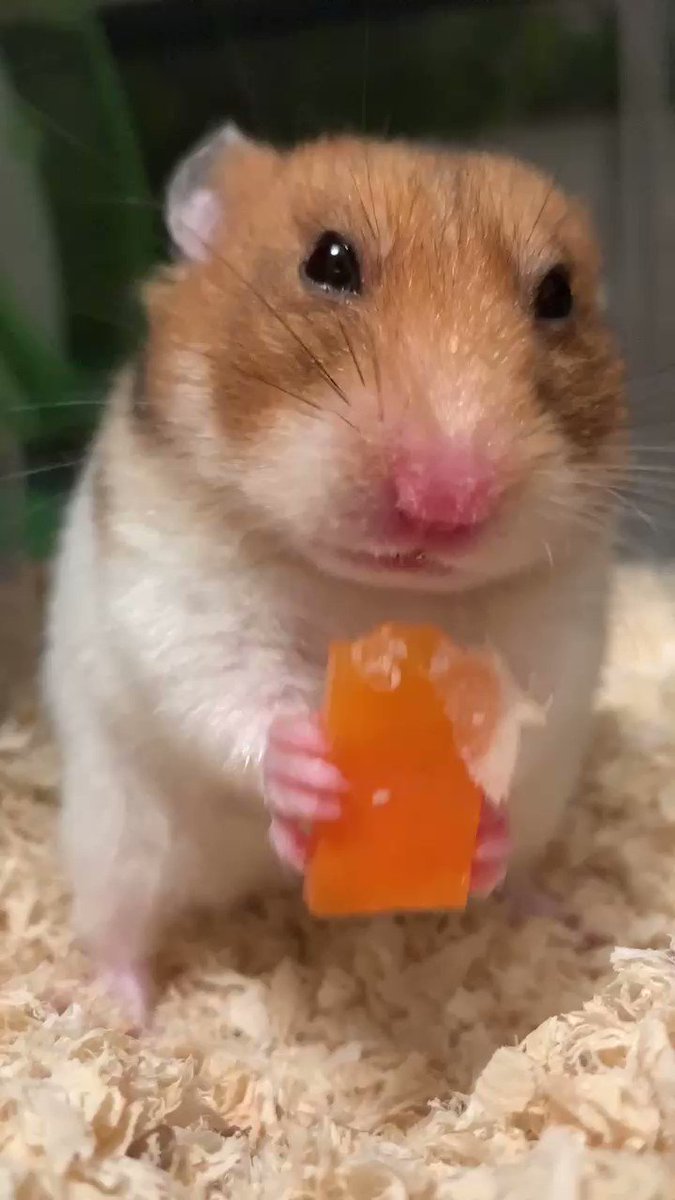 Mozu うちにきてしばらくが経ったゴールデンハムスターのもかちゃん 人参が大好物です 可愛い 展覧会が終わって ミニチュアが帰ってきたら こびとシリーズ とコラボして欲しいなぁ ハムスターのいる生活 T Co Gwvxdj14ee Twitter
