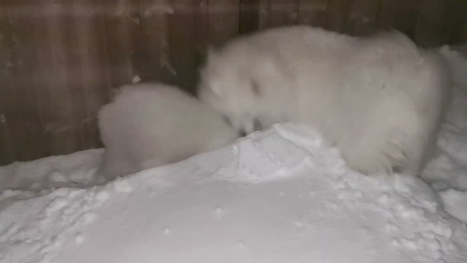 Samoyeds love snow ?I miss them but I don’t want to take this away from them ? they seem so happy https://t