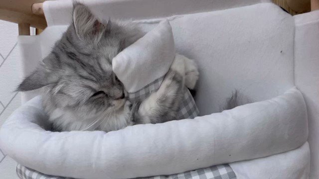 こゆきの大事なもの

#猫 https://t.co/REzZKaGWsO