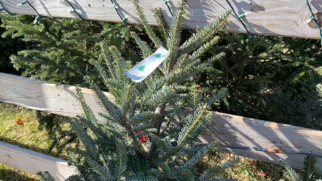 2022 Southpoint Christmas Tree Size Christmas Tree Lots Help Fundraise For Recovery Program