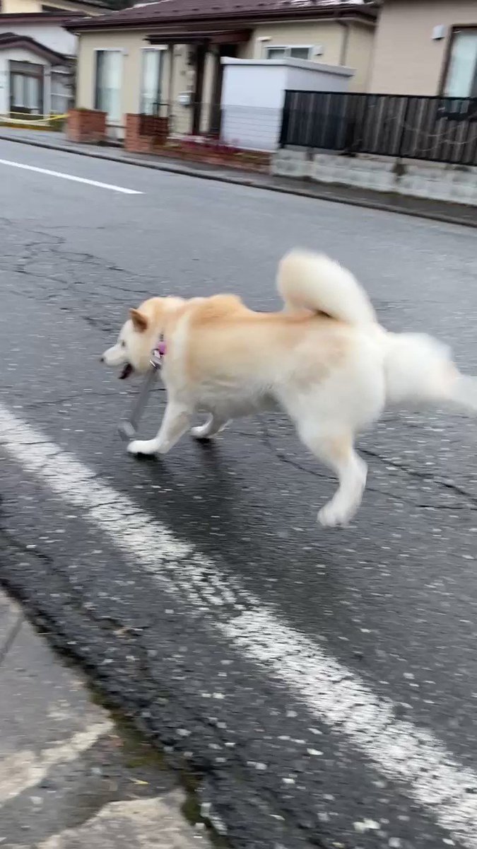 キレッキレ 何回見ても笑えるwww 白柴犬の激しすぎる後ろ足の動きに国内外から大反響 ねとらぼ