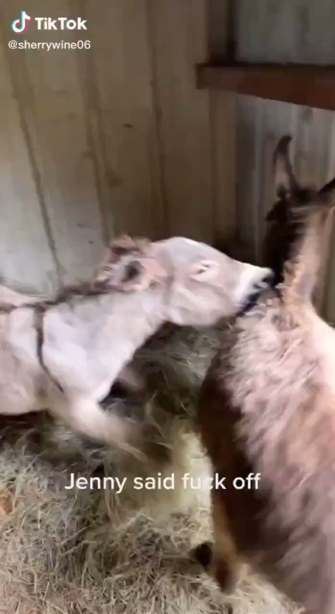 RT @dustbin_nie: Horses fighting in a stable tiktok jenny said f*ck off dia woowoo https://t.co/ZgKTCPWAPb