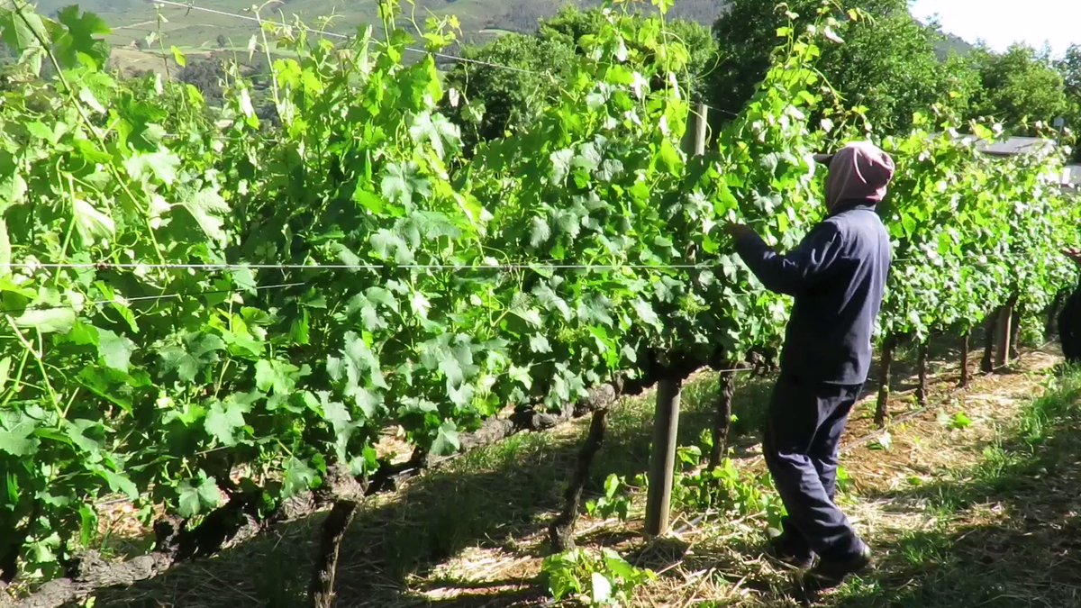 Our team are hard at work in the vineyards, making sure that the wire is placed correctly to ensure that the vineyards grow out nicely.

Any unnecessary leaves or vines are trimmed, ensuring the vineyards will get the necessary sunlight for optimum growth. #lovelepommier https://t.co/UghEpYkZaf