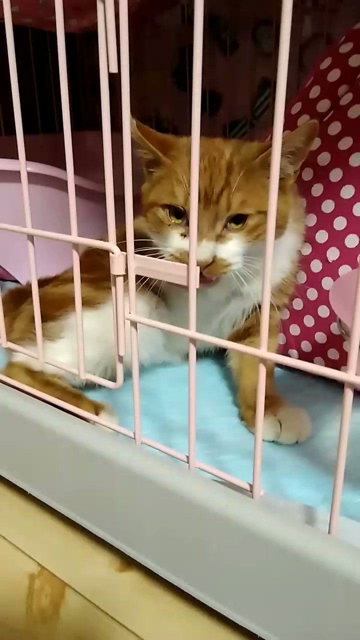 にゃん太 楽天市場】ニャン太クラブ どこでもツメとぎ おめかしブラシ CT