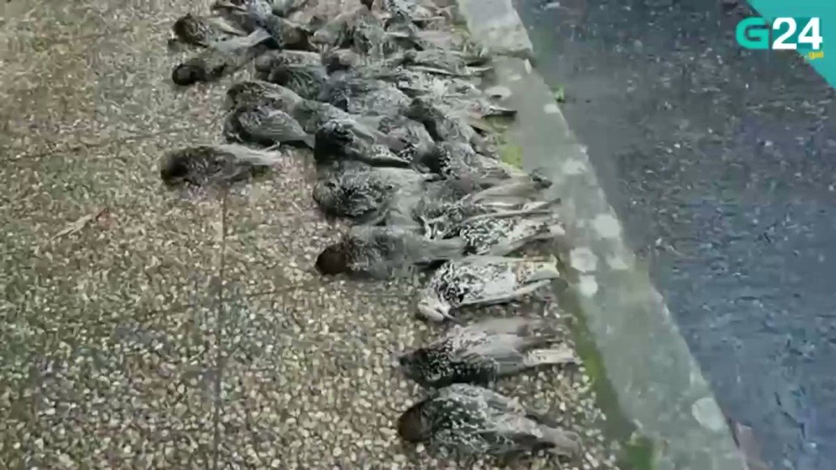 謎の大量死 二百羽ものムクドリが 雨のように空から降って来る カラパイア