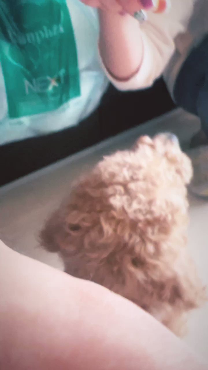 スタンダードプードル子犬 Twitter Search Twitter