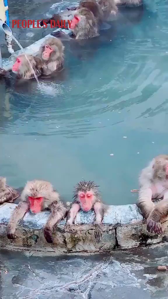 Los monos de nieve japoneses alivian su estrés con aguas termales