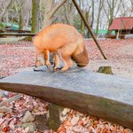 自分のしっぽを枕にするキツネ!フワフワ感がたまらない
