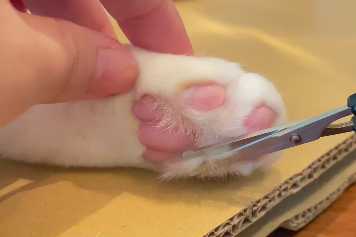 無限ループで時間がとける 肉球かわいいい 猫の肉球お手入れ動画から飼い主との信頼関係が伝わってくる 1 2 ページ ねとらぼ
