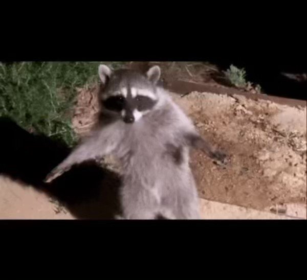 T-pose Racoon on Make a GIF