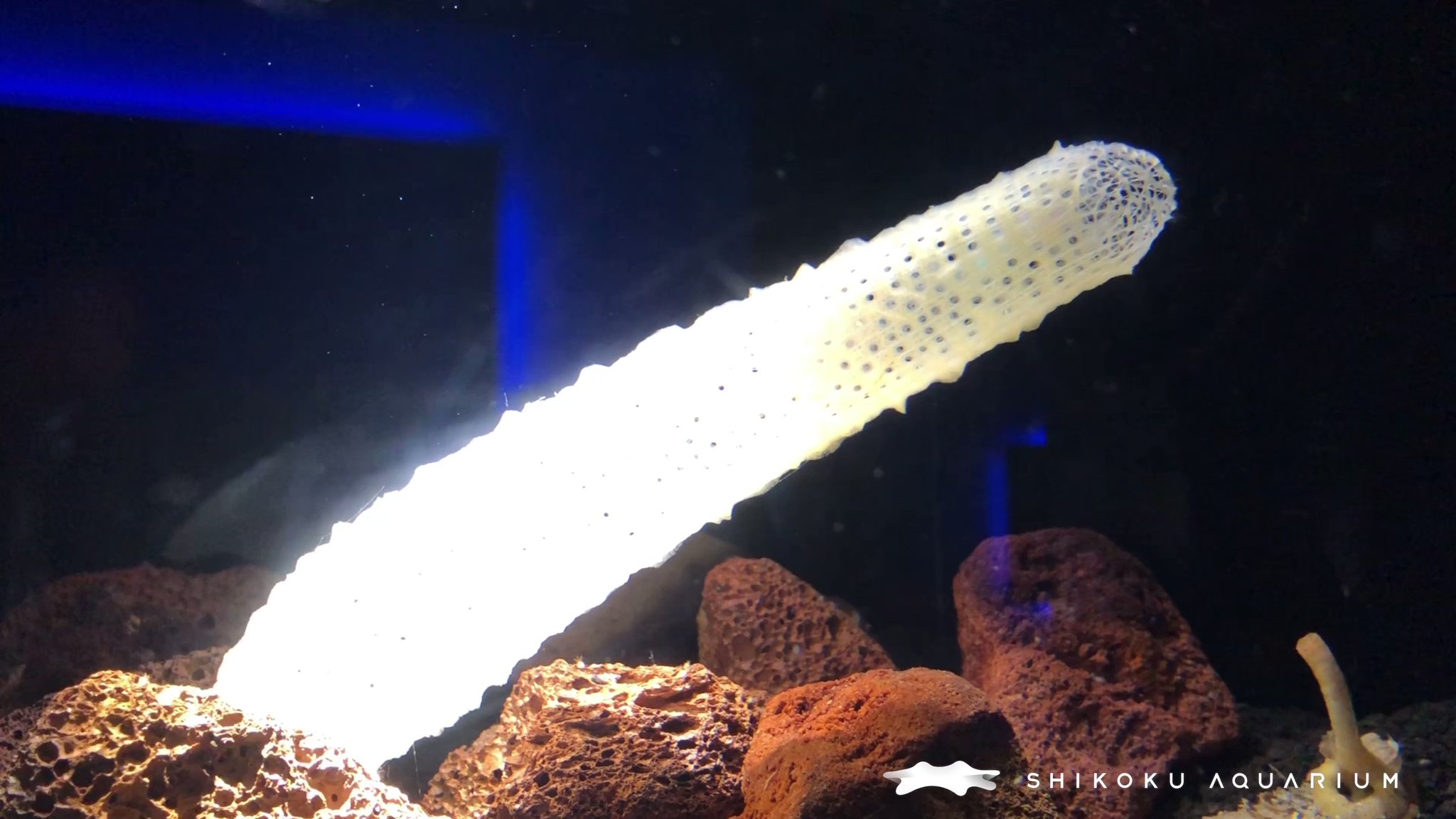 1点物】極希少☆極美品カイロウドウケツ 縁起物 深海生物 25-30cm 標本