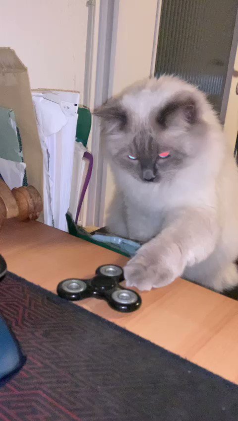 ragdoll masters 2017 ragdoll masters 2017